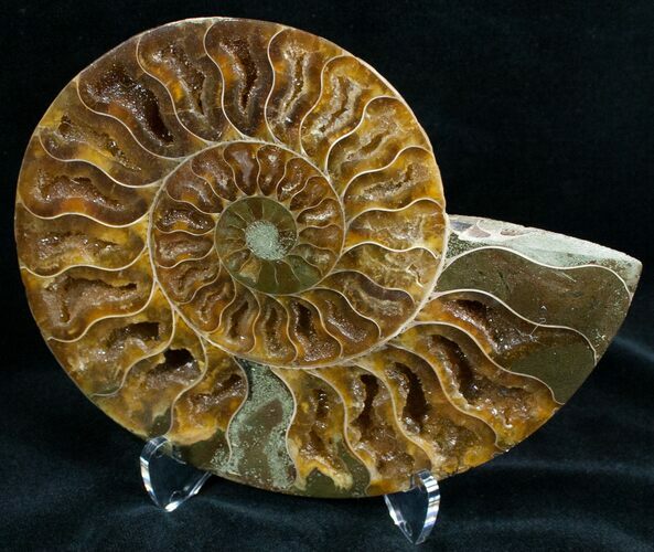 Split Ammonite Fossil (Half) #6892